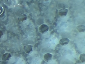  ( - HMSC174_01359)  @11 [ ] CreativeCommons - Attribution Share-Alike (2025) Unspecified Huntsman Marine Science Centre