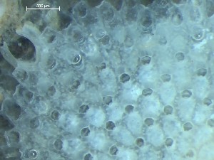  ( - HMSC174_01359)  @11 [ ] CreativeCommons - Attribution Share-Alike (2025) Unspecified Huntsman Marine Science Centre