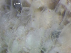  ( - HMSC174_01365)  @11 [ ] CreativeCommons - Attribution Share-Alike (2025) Unspecified Huntsman Marine Science Centre