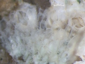  ( - HMSC174_01365)  @11 [ ] CreativeCommons - Attribution Share-Alike (2025) Unspecified Huntsman Marine Science Centre