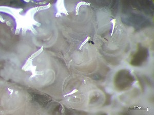  ( - HMSC174_01368)  @11 [ ] CreativeCommons - Attribution Share-Alike (2025) Unspecified Huntsman Marine Science Centre