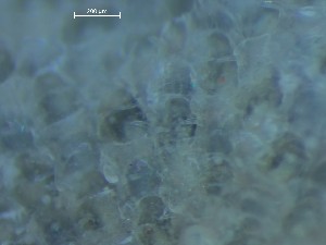  ( - HMSC174_01369)  @11 [ ] CreativeCommons - Attribution Share-Alike (2025) Unspecified Huntsman Marine Science Centre