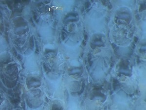  ( - HMSC174_01370)  @11 [ ] CreativeCommons - Attribution Share-Alike (2025) Unspecified Huntsman Marine Science Centre