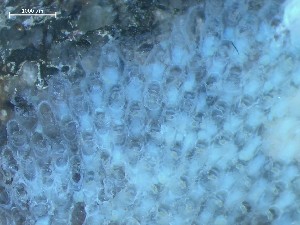  ( - HMSC174_01370)  @11 [ ] CreativeCommons - Attribution Share-Alike (2025) Unspecified Huntsman Marine Science Centre