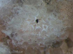  ( - HMSC174_01374)  @11 [ ] CreativeCommons - Attribution Share-Alike (2025) Unspecified Huntsman Marine Science Centre