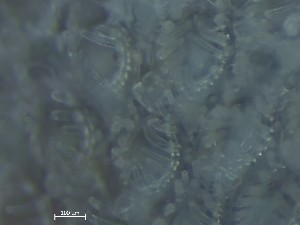  ( - HMSC174_01375)  @11 [ ] CreativeCommons - Attribution Share-Alike (2025) Unspecified Huntsman Marine Science Centre