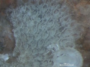  ( - HMSC174_01375)  @11 [ ] CreativeCommons - Attribution Share-Alike (2025) Unspecified Huntsman Marine Science Centre