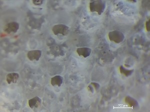  (Raymondcia rigida - HMSC174_01381)  @11 [ ] CreativeCommons - Attribution Share-Alike (2025) Unspecified Huntsman Marine Science Centre