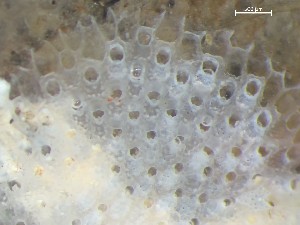  ( - HMSC174_01381)  @11 [ ] CreativeCommons - Attribution Share-Alike (2025) Unspecified Huntsman Marine Science Centre