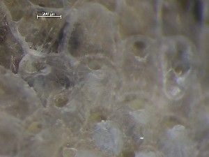  ( - HMSC174_01382)  @11 [ ] CreativeCommons - Attribution Share-Alike (2025) Unspecified Huntsman Marine Science Centre