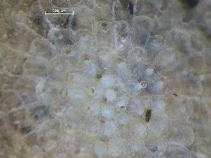  ( - HMSC174_01382)  @11 [ ] CreativeCommons - Attribution Share-Alike (2025) Unspecified Huntsman Marine Science Centre