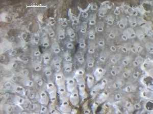  (Escharella klugei - HMSC174_01384)  @11 [ ] CreativeCommons - Attribution Share-Alike (2025) Unspecified Huntsman Marine Science Centre