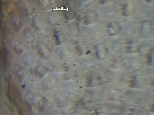  ( - HMSC174_01386)  @11 [ ] CreativeCommons - Attribution Share-Alike (2025) Unspecified Huntsman Marine Science Centre