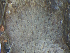  ( - HMSC174_01386)  @11 [ ] CreativeCommons - Attribution Share-Alike (2025) Unspecified Huntsman Marine Science Centre