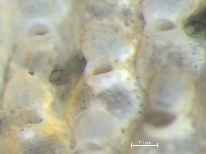  ( - HMSC174_01392)  @11 [ ] CreativeCommons - Attribution Share-Alike (2025) Unspecified Huntsman Marine Science Centre