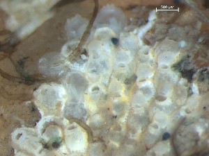  ( - HMSC174_01392)  @11 [ ] CreativeCommons - Attribution Share-Alike (2025) Unspecified Huntsman Marine Science Centre