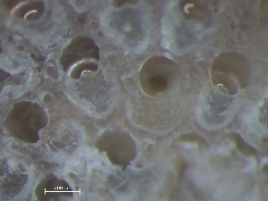  ( - HMSC174_01395)  @11 [ ] CreativeCommons - Attribution Share-Alike (2025) Unspecified Huntsman Marine Science Centre