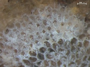  ( - HMSC174_01395)  @11 [ ] CreativeCommons - Attribution Share-Alike (2025) Unspecified Huntsman Marine Science Centre