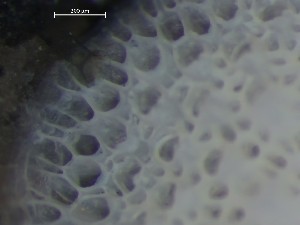  ( - HMSC174_01396)  @11 [ ] CreativeCommons - Attribution Share-Alike (2025) Unspecified Huntsman Marine Science Centre