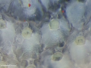  ( - HMSC174_01399)  @11 [ ] CreativeCommons - Attribution Share-Alike (2025) Unspecified Huntsman Marine Science Centre