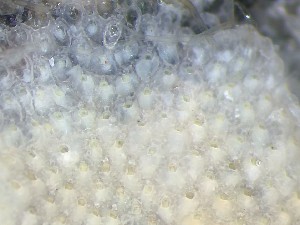  ( - HMSC174_01399)  @11 [ ] CreativeCommons - Attribution Share-Alike (2025) Unspecified Huntsman Marine Science Centre