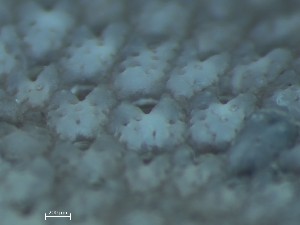  (Porella cf. laevis - HMSC174_01407)  @11 [ ] CreativeCommons - Attribution Share-Alike (2025) Unspecified Huntsman Marine Science Centre