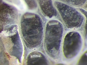  ( - HMSC174_01413)  @11 [ ] CreativeCommons - Attribution Share-Alike (2025) Unspecified Huntsman Marine Science Centre