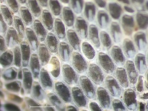  ( - HMSC174_01413)  @11 [ ] CreativeCommons - Attribution Share-Alike (2025) Unspecified Huntsman Marine Science Centre