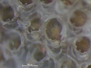  ( - HMSC174_01424)  @11 [ ] CreativeCommons - Attribution Share-Alike (2025) Unspecified Huntsman Marine Science Centre