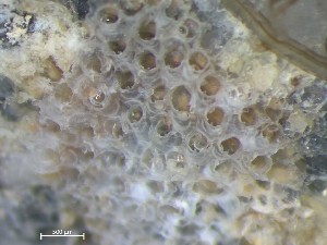  ( - HMSC174_01424)  @11 [ ] CreativeCommons - Attribution Share-Alike (2025) Unspecified Huntsman Marine Science Centre