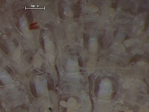  ( - HMSC174_02600B)  @11 [ ] CreativeCommons - Attribution Share-Alike (2025) Unspecified Huntsman Marine Science Centre