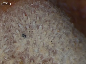  ( - HMSC174_02600B)  @11 [ ] CreativeCommons - Attribution Share-Alike (2025) Unspecified Huntsman Marine Science Centre