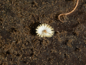  ( - HMSC174_02784)  @11 [ ] CreativeCommons - Attribution Share-Alike (2025) Unspecified Huntsman Marine Science Centre