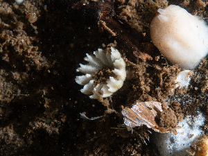  ( - HMSC174_02793)  @11 [ ] CreativeCommons - Attribution Share-Alike (2025) Unspecified Huntsman Marine Science Centre