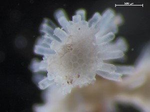  ( - HMSC174_03189)  @11 [ ] CreativeCommons - Attribution Share-Alike (2025) Unspecified Huntsman Marine Science Centre