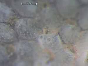  ( - HMSC174_03208)  @11 [ ] CreativeCommons - Attribution Share-Alike (2025) Unspecified Huntsman Marine Science Centre