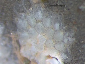  ( - HMSC174_03208)  @11 [ ] CreativeCommons - Attribution Share-Alike (2025) Unspecified Huntsman Marine Science Centre