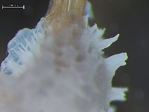  (Patinella verrucaria - HMSC174-03638)  @11 [ ] CreativeCommons - Attribution Share-Alike (2025) Unspecified Huntsman Marine Science Centre