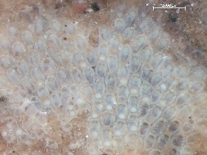  ( - HMSC174_03953)  @11 [ ] CreativeCommons - Attribution Share-Alike (2025) Unspecified Huntsman Marine Science Centre