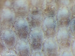  ( - HMSC174_03954)  @11 [ ] CreativeCommons - Attribution Share-Alike (2025) Unspecified Huntsman Marine Science Centre