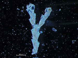  ( - HMSC174_04009)  @11 [ ] CreativeCommons - Attribution Share-Alike (2025) Unspecified Huntsman Marine Science Centre