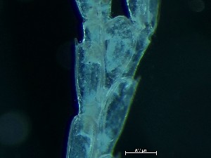  ( - HMSC174_04139)  @11 [ ] CreativeCommons - Attribution Share-Alike (2025) Unspecified Huntsman Marine Science Centre