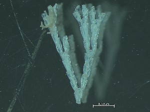  ( - HMSC174_04139)  @11 [ ] CreativeCommons - Attribution Share-Alike (2025) Unspecified Huntsman Marine Science Centre