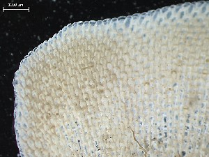  ( - HMSC229_09a)  @11 [ ] CreativeCommons - Attribution Share-Alike (2025) Unspecified Huntsman Marine Science Centre