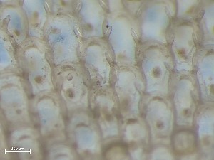  ( - HMSC229_10b)  @11 [ ] CreativeCommons - Attribution Share-Alike (2025) Unspecified Huntsman Marine Science Centre