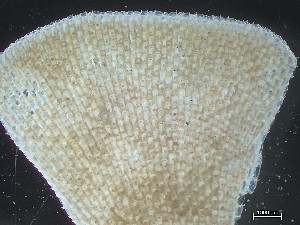  ( - HMSC229_10b)  @11 [ ] CreativeCommons - Attribution Share-Alike (2025) Unspecified Huntsman Marine Science Centre