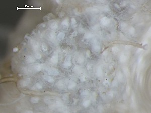  ( - NSRAS25_99)  @11 [ ] CreativeCommons - Attribution Share-Alike (2025) Unspecified Huntsman Marine Science Centre