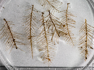  (Sertularia similis - HMSC174_00993)  @11 [ ] by-nc-sa  Unspecified Huntsman Marine Science Centre