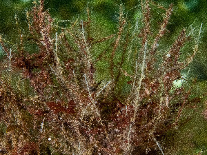  ( - HMSC174_01059)  @11 [ ] by-nc-sa  Unspecified Huntsman Marine Science Centre