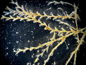  ( - HMSC174_01094)  @11 [ ] by-nc-sa  Unspecified Huntsman Marine Science Centre